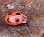 pýchavkovník červcový (Brouci), Endomychus coccineus (Coleoptera)