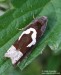 Obaleč skobovitý (Motýli), Epiblema foenella (Lepidoptera)
