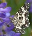 píďalka povázková (Motýli), Epirrhoe tristata (Lepidoptera)