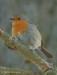 Červenka obecná (Ptáci), Erithacus rubecula (Aves)