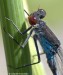 Šidélko rudoočko (Vážky), Erythromma najas (Odonata)