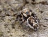 skákavka obecná (Pavouci), Evarcha falcata (Arachnida)
