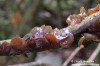 černorosol terčovitý (Houby), Exidia recisa, Exidiaceae (Fungi)