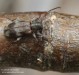 tesařík (Brouci), Exocentrus lusitanus, Cerambycidae, Acanthocinini (Coleoptera)