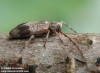 tesařík (Brouci), Exocentrus punctipennis punctipennis, Cerambycidae, Acanthocinini (Coleoptera)