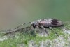 tesařík (Brouci), Exocentrus punctipennis punctipennis, Cerambycidae, Acanthocinini (Coleoptera)