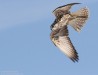 Raroh velký (Ptáci), Falco cherrug (Aves)