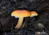 penízovka sametonohá (Houby), Flammulina velutipes (Fungi)