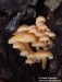 penízovka sametonohá (Houby), Flammulina velutipes (Fungi)