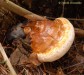 troudnatec pásovaný (Houby), Fomitopsis pinicola (Fungi)