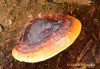 troudnatec pásovaný (Houby), Fomitopsis pinicola (Fungi)