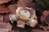 hvězdovka trojitá (Houby), Geastrum triplex, Geastraceae (Fungi)