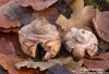 hvězdovka trojitá (Houby), Geastrum triplex, Geastraceae (Fungi)