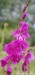 mečík střechovitý (Rostliny), Gladiolus imbricatus (Plantae)