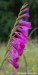 mečík střechovitý (Rostliny), Gladiolus imbricatus (Plantae)