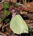 Žluťásek řešetlákový (Motýli), Gonepteryx rhamni (Lepidoptera)