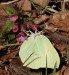 Žluťásek řešetlákový (Motýli), Gonepteryx rhamni (Lepidoptera)