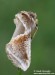 Můřice bělopásná (Motýli), Habrosyne pyritoides (Lepidoptera)