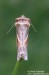 Můřice bělopásná (Motýli), Habrosyne pyritoides (Lepidoptera)