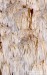 korálovec bukový (Houby), Hericium clathroides, Hericiaceae (Fungi)
