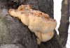 korálovec ježatý (Houby), Hericium erinaceus, Hericiaceae (Fungi)