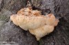 korálovec ježatý (Houby), Hericium erinaceus, Hericiaceae (Fungi)