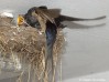 Vlaštovka obecná (Ptáci), Hirundo rustica (Aves)