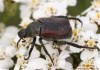  (Brouci), Hoplia philanthus, Hopliini (Coleoptera)