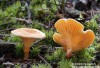 lištička pomerančová (Houby), Hygrophoropsis aurantiaca (Cantharellus lactea Clitocybe nigripes) (Fungi)