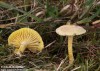 šťavnatka modřínová (Houby), Hygrophorus lucorum (Fungi)
