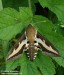 lišaj svízelový (Motýli), Hyles gallii (Lepidoptera)