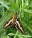 lišaj svízelový (Motýli), Hyles gallii (Lepidoptera)