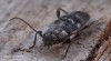 tesařík krovový (Brouci), Hylotrupes bajulus, Cerambycidae, Callidiini, Hylotrupini (Coleoptera)