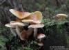 třepenitka maková (Houby), Hypholoma capnoides (Fungi)