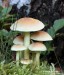 třepenitka svazčitá (Houby), Hypholoma fasciculare, Strophariaceae (Fungi)