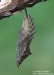 Babočka paví oko (Motýli), Inachis io (Lepidoptera)
