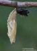 Babočka paví oko (Motýli), Inachis io (Lepidoptera)