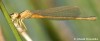 Šidélko malé (Vážky), Ischnura pumilio (Odonata)