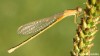Šidélko malé (Vážky), Ischnura pumilio (Odonata)