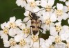 tesařík tesaříkovitý (Brouci), Judolia cerambyciformis, Cerambycidae, Lepturini (Coleoptera)