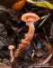 Lakovka obecná (Houby), Laccaria laccata, Hydnangiaceae (Fungi)