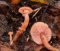 Lakovka obecná (Houby), Laccaria laccata, Hydnangiaceae (Fungi)