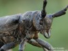 kozlíček vrbový (Brouci), Lamia textor, Cerambycidae, Lamiini (Coleoptera)