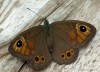 Okáč zední (Motýli), Lasiommata megera (Lepidoptera)