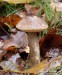 kozák březový (Houby), Leccinum scabrum, Boletaceae (Fungi)