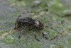 kozlíček (Brouci), Leiopus linnei, Cerambycidae, Acanthocinini (Coleoptera)