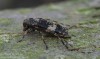 kozlíček (Brouci), Leiopus linnei, Cerambycidae, Acanthocinini (Coleoptera)