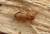 střevlíček (Brouci), Leistus ferrugineus, Carabidae (Coleoptera)