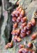 Lesklík křehký (Houby), Leocarpus fragilis, Physaraceae (Fungi)