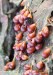 Lesklík křehký (Houby), Leocarpus fragilis, Physaraceae (Fungi)